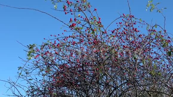 Briar果天然野生蔷薇灌木视频的预览图