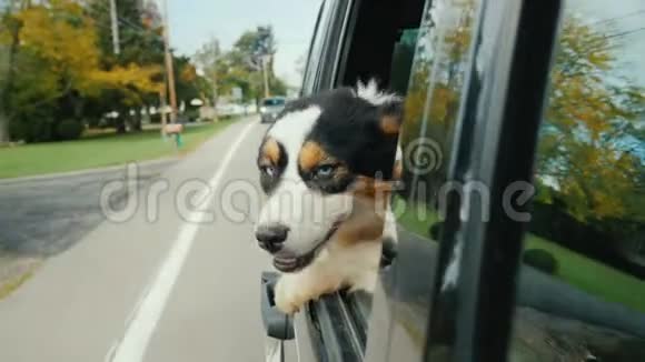 狗带着惊讶和有点害怕的目光望着车窗外与宠物一起乘车旅行视频的预览图