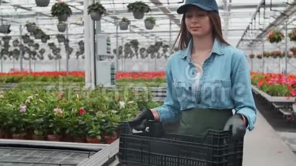 女人从植物里摘花在温室里的盒子里分类近距离低角度日光视频的预览图