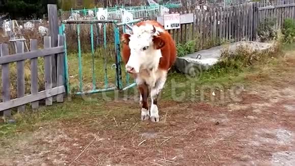 农村地区的畜牛吃药草视频的预览图