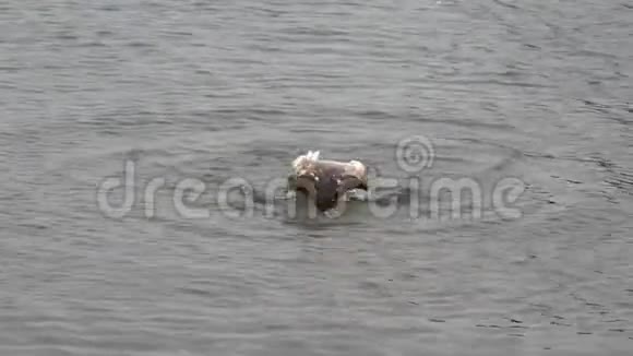 一只白天鹅因漏油而为自己的生命而战视频的预览图