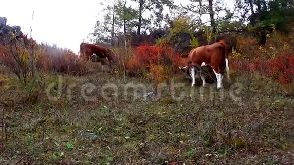 秋天在山的山坡上宠物牛吃草视频的预览图