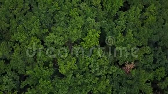 夏季低无人机飞越绿色森林大橡树林的空中俯视图视频的预览图