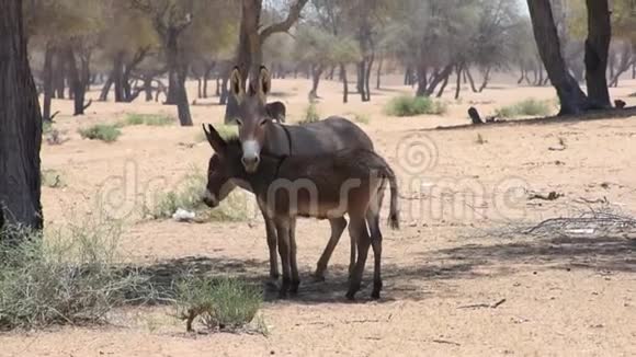 驴或驴马阿非纳斯潘在炎热的沙漠太阳在阿拉伯联合酋长国视频的预览图