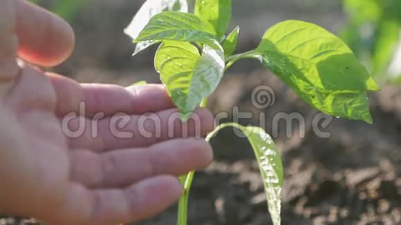 手与生长在土壤中的绿色幼嫩植物男人们的手在种树苗农业和苗木视频的预览图