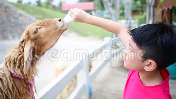 亚洲男孩与绵羊喝牛奶从瓶子视频的预览图