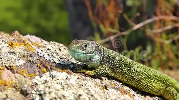 捷克共和国岩石上的绿蜥蜴视频的预览图