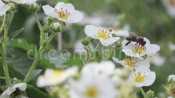 蜜蜂飞过白色的春花给它们授粉视频的预览图
