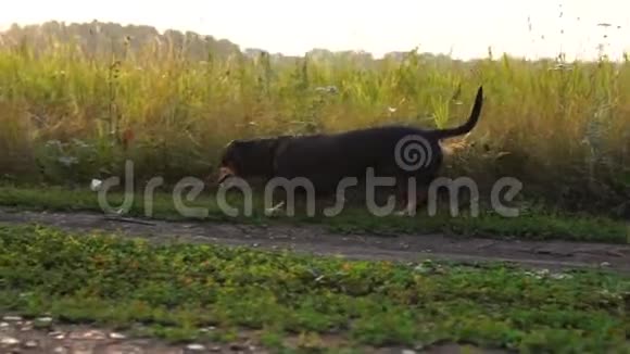 大猎犬沿着乡间小路奔跑夏日日落视频的预览图