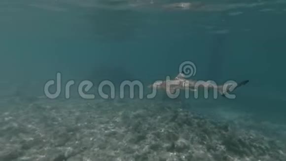 小鲨鱼在马尔代夫的绿松石海中游泳视频的预览图