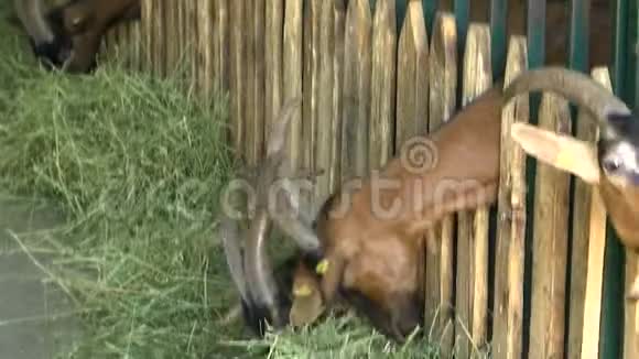 棕色山羊用头穿过篱笆吃稻草视频的预览图