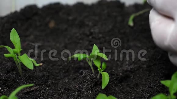 大棚农户苗木培育及选择园丁的手心里番茄幼苗绿色视频的预览图