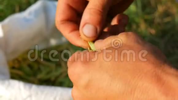一个雄性农夫的手里拿着许多刚收获的青豆荚豆荚里的豌豆健康蔬菜食品视频的预览图