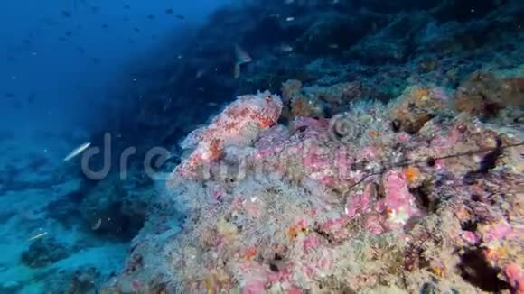 深水潜水44米深的红蝎鱼视频的预览图