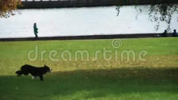 公园里跑绿色草坪的小狗飞碟飞盘视频的预览图