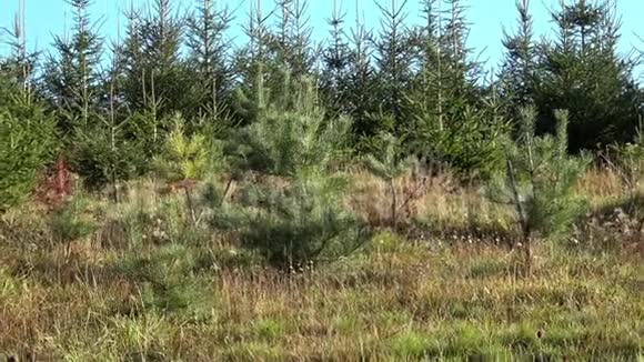 年轻的松树和云杉树圣诞树上的小绿苗视频的预览图
