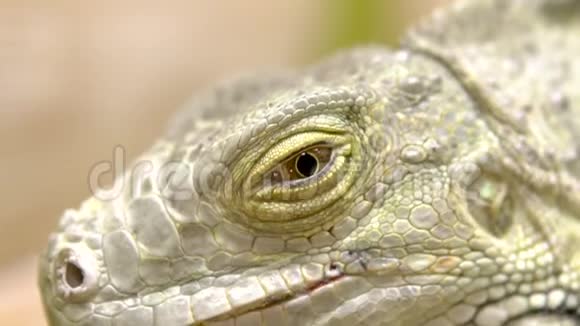 一只鬣蜥的眼睛一只大蜥蜴晒太阳视频的预览图
