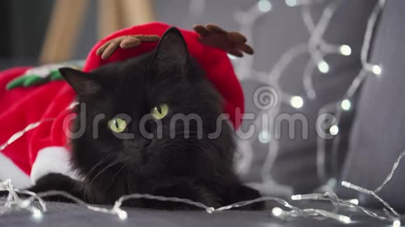 在圣诞花环的背景上一只绿色眼睛的黑毛绒猫的特写肖像装扮成圣诞老人视频的预览图