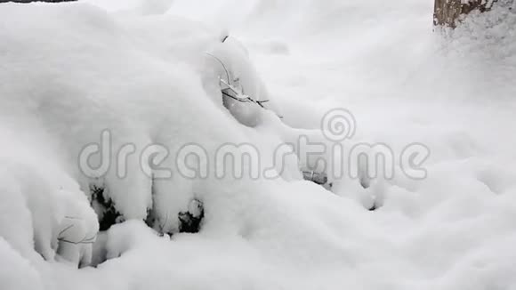 灌木丛中的积雪视频的预览图