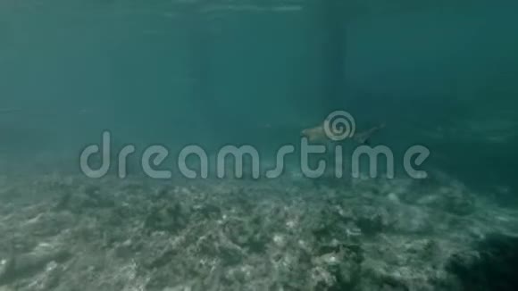 小鲨鱼在马尔代夫的绿松石海中游泳视频的预览图