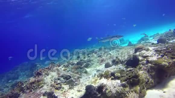 一条大梭鱼漂浮在珊瑚礁上视频的预览图