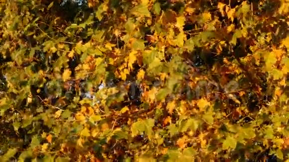 秋天或秋天的风留下背景片段视频的预览图
