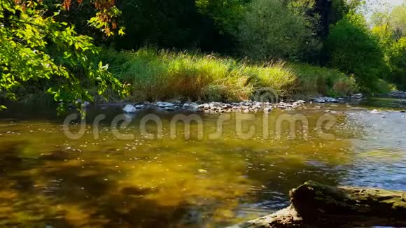 投石投河景观惊鸿大鱼游去用鱼泳将石头溅入水中的美丽场景视频的预览图