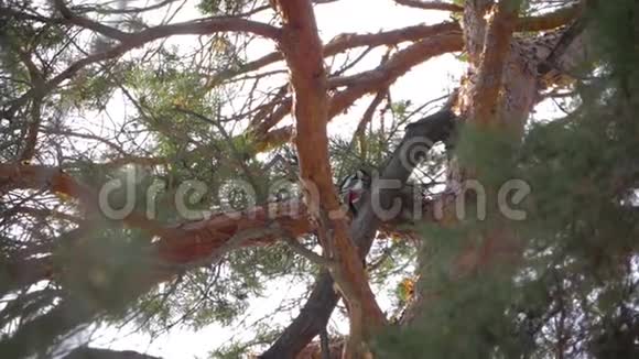 松树树干上的啄木鸟视频的预览图