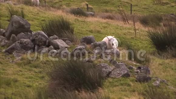 绵羊躺在岩石上视频的预览图