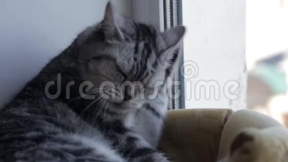 英国猫洗脸撒谎视频的预览图
