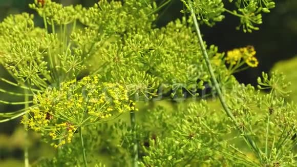 在一个农民的种植园生长着鳃绒毛花序特写盛开的鳃在夏天春天在花园里视频的预览图