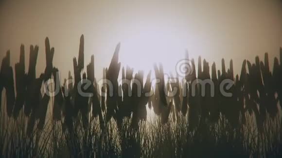 黎明时的麦田视频的预览图