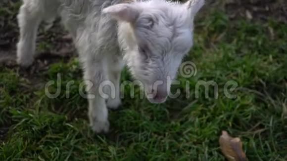 不快乐的羔羊走在草地上视频的预览图