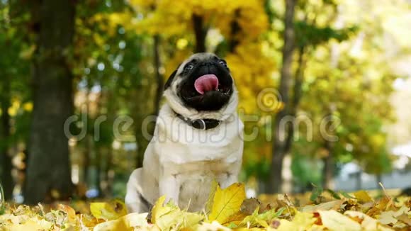 坐在阳光明媚的秋林中的可爱有趣的小狗黄色的叶子缓慢地落在狗头上视频的预览图