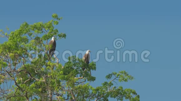 优雅的雄鹰坐在绿色的树顶上环顾四周视频的预览图