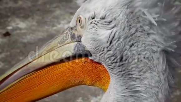敖德萨动物园近景鸟头视频的预览图