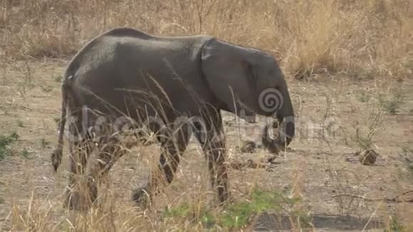 野生大象在超级慢动作中行走视频的预览图