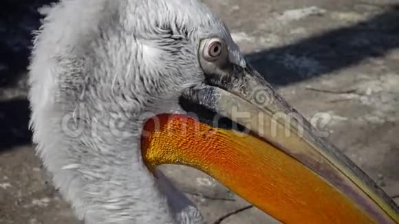 敖德萨动物园近景鸟头视频的预览图