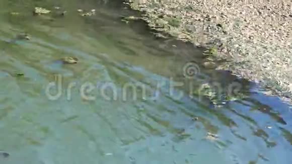 脏水蓝绿藻水面上的波浪在运河库亚尔尼茨基河口乌克兰视频的预览图
