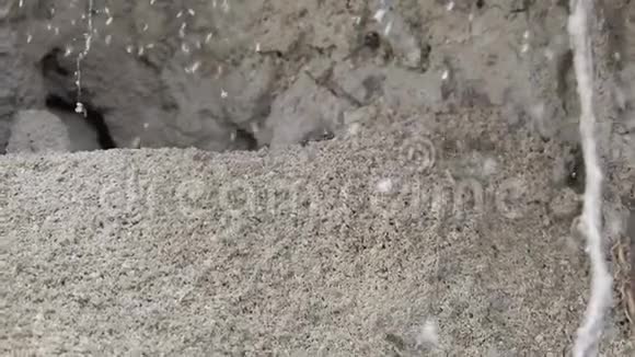蚂蚁建造蚁群并挖洞视频的预览图