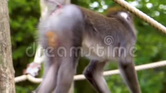 两只嬉戏的雌性卷尾猴在一起玩耍灵长类动物的行为来自非洲的脆弱动物视频的预览图