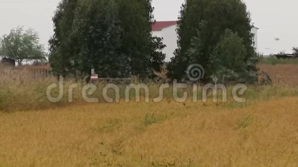 葡萄牙稻田里的西班牙麻雀飞行视频的预览图