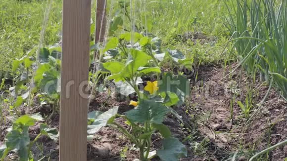 花园里有开花黄瓜的幼苗视频的预览图