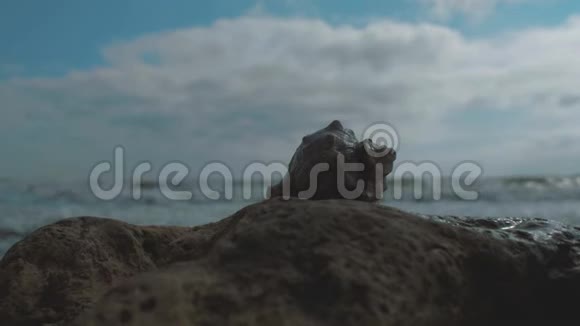 贝壳在海边的一块石头上映衬着海浪和蓝天4k4k录像慢动作2398fps视频的预览图