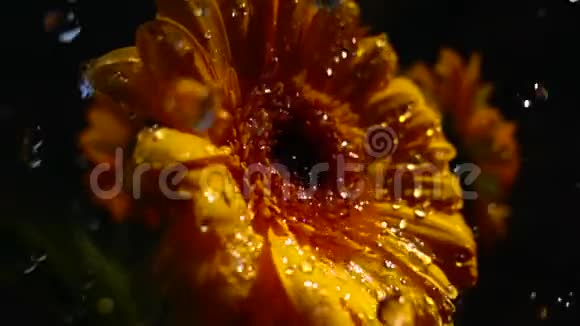 花和雨的缓慢运动视频的预览图