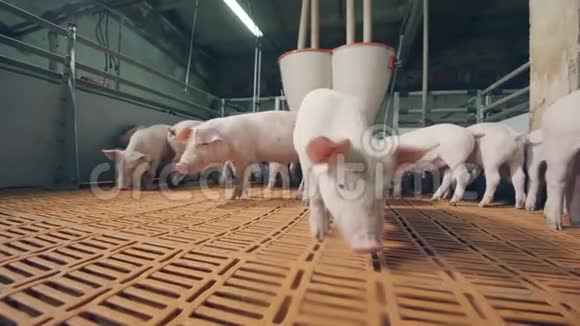 农场院子里的小猪嗅着摄像机养猪场猪圈里的猪视频的预览图
