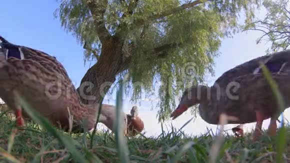 一只野鸭的特写镜头视频的预览图