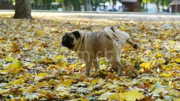 有趣的狗在秋天的森林里的树枝上撒尿然后一排排地抓着地面视频的预览图