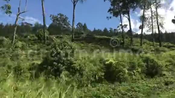 艾拉斯里兰卡开车时种树视频的预览图