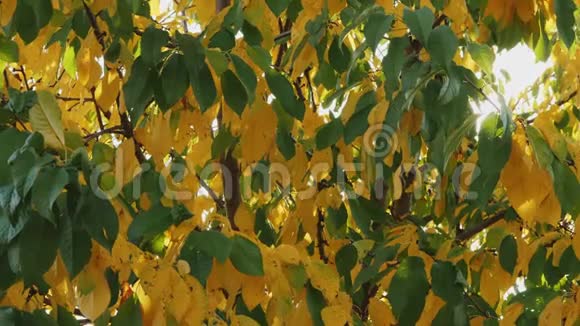 秋天的绿叶和黄叶晒太阳视频的预览图